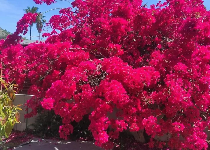 Vila Xauxa - Vida Mediterranea